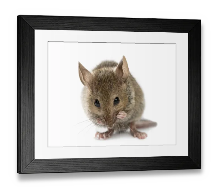 Framed Print : Wood mouse cleaning itself in front of a white background Framed Print : Wood mouse cleaning itself in front of a white background