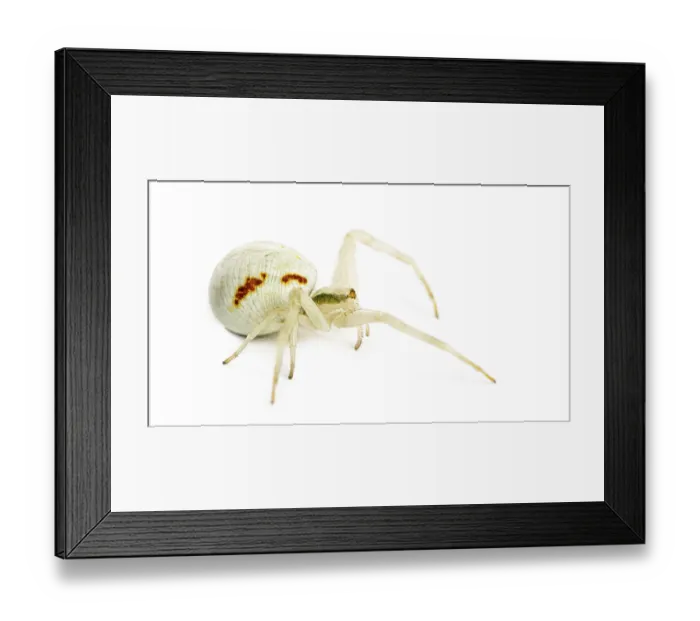 Framed Print : Golden Crab Spider, Misumena vatia in front of a white background Framed Print : Golden Crab Spider, Misumena vatia in front of a white background