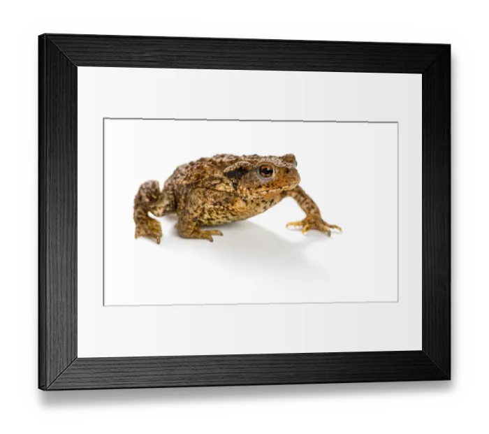 Framed Print : European toad, bufo bufo, in front of a white background Framed Print : European toad, bufo bufo, in front of a white background