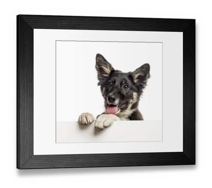Framed Print : Border collie leaning on a white board