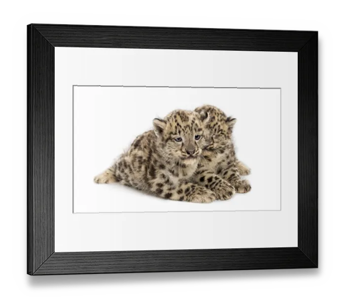 Framed Print : Two Snow Leopard cubs, Panthera uncia, 1, 5 month Framed Print : Two Snow Leopard cubs, Panthera uncia, 1, 5 month