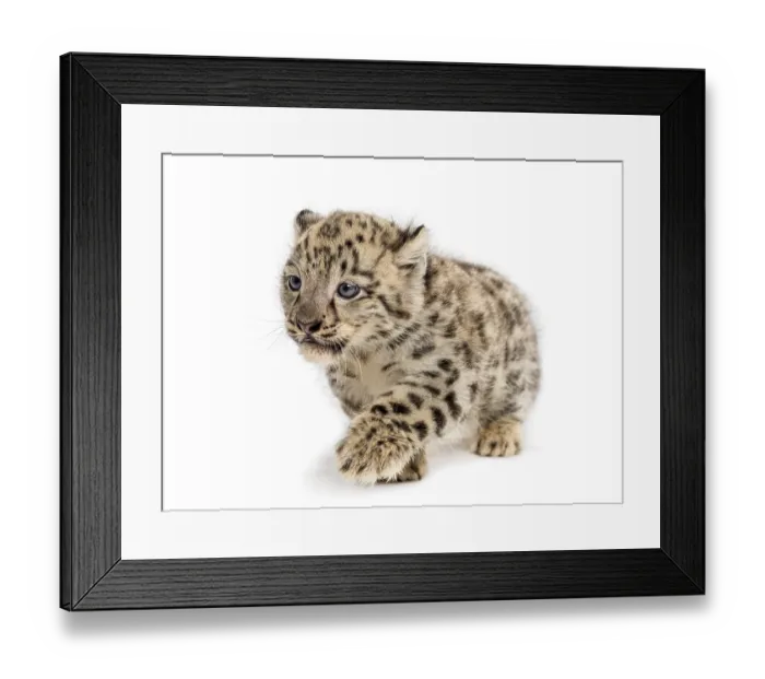 Framed Print : Snow Leopard cub, Panthera uncia, 1, 5 month Framed Print : Snow Leopard cub, Panthera uncia, 1, 5 month