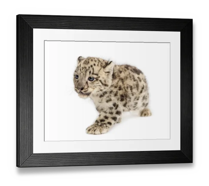 Framed Print : Snow Leopard cub, Panthera uncia, 1, 5 month Framed Print : Snow Leopard cub, Panthera uncia, 1, 5 month