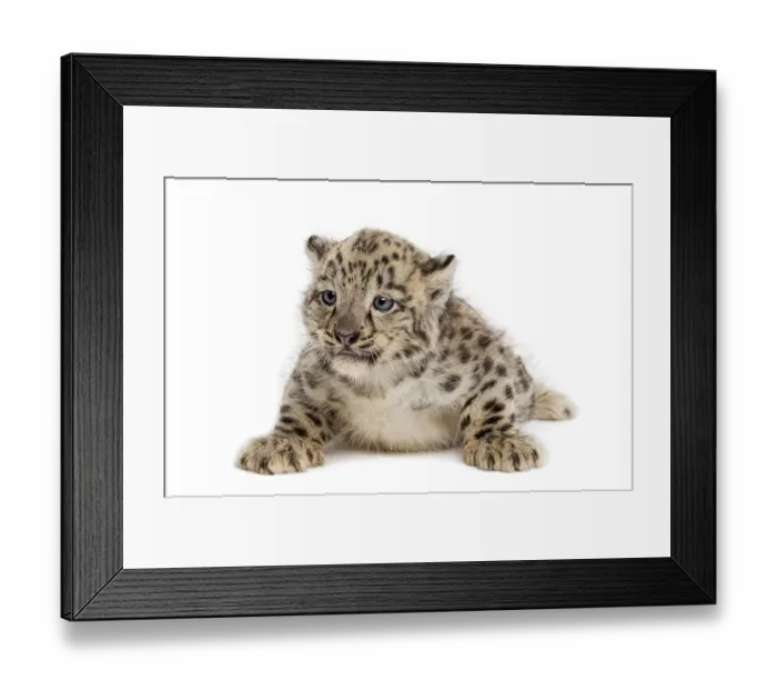 Framed Print : Snow Leopard cub, Panthera uncia, 1, 5 month Framed Print : Snow Leopard cub, Panthera uncia, 1, 5 month