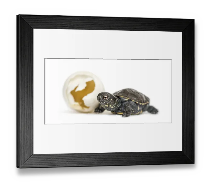 Framed Print : European pond turtle, Emys orbicularis Framed Print : European pond turtle, Emys orbicularis