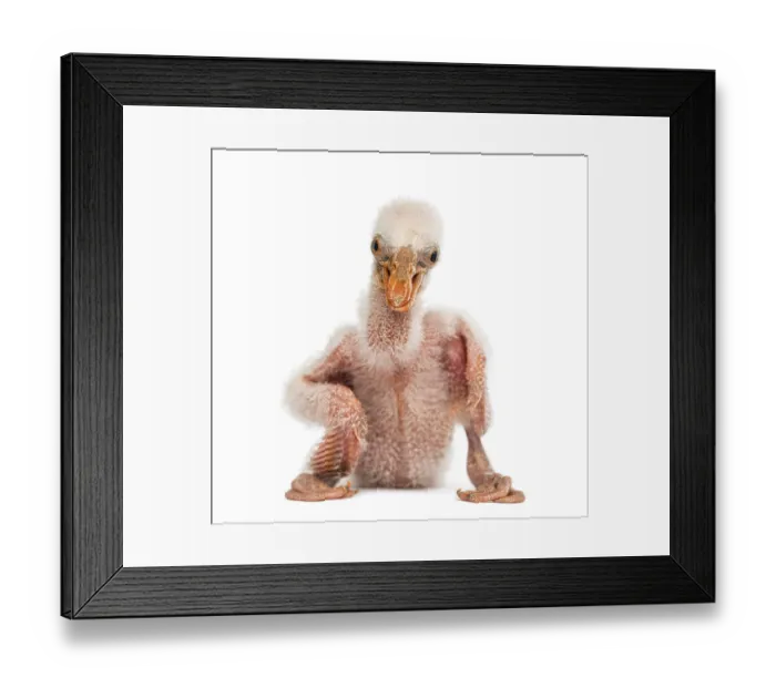 Framed Print : Roseate Spoonbill chick, Platalea Ajaja, 10 days