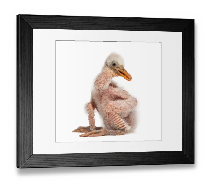 Framed Print : Roseate Spoonbill chick, Platalea Ajaja, 10 days