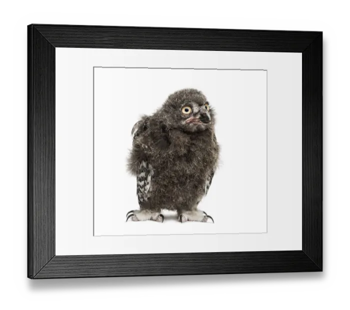 Framed Print : Snowy owl, Bubo scandiacus, 40 days