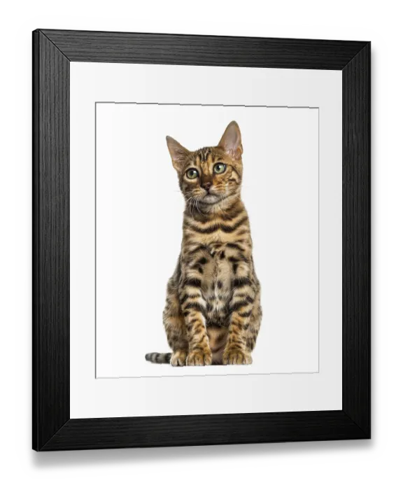 Framed Print : Young Bengal cat sitting (5 months old)