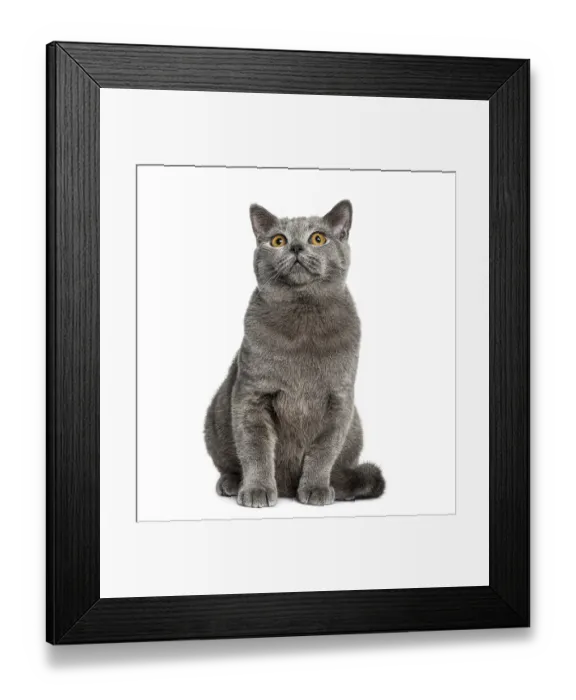 Framed Print : British Shorthair sitting (6 months old) Framed Print : British Shorthair sitting (6 months old)