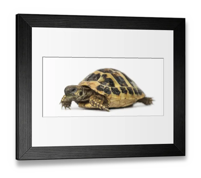 Framed Print : Hermann's tortoise, isolated on white Hermann's tortoise Framed Print : Hermann's tortoise, isolated on white Hermann's tortoise
