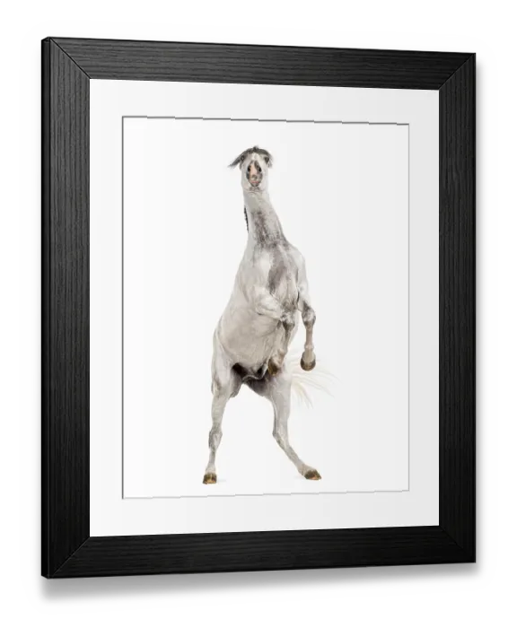 Framed Print : Andalusian horse rearing