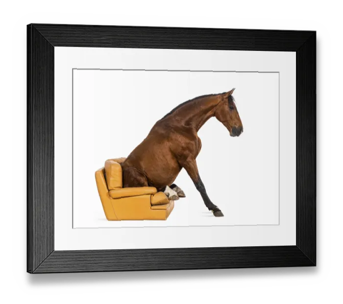 Framed Print : Andalusian horse sitting on an armchair