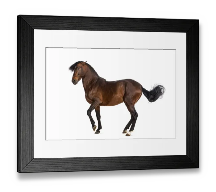 Framed Print : Andalusian horse trotting Framed Print : Andalusian horse trotting