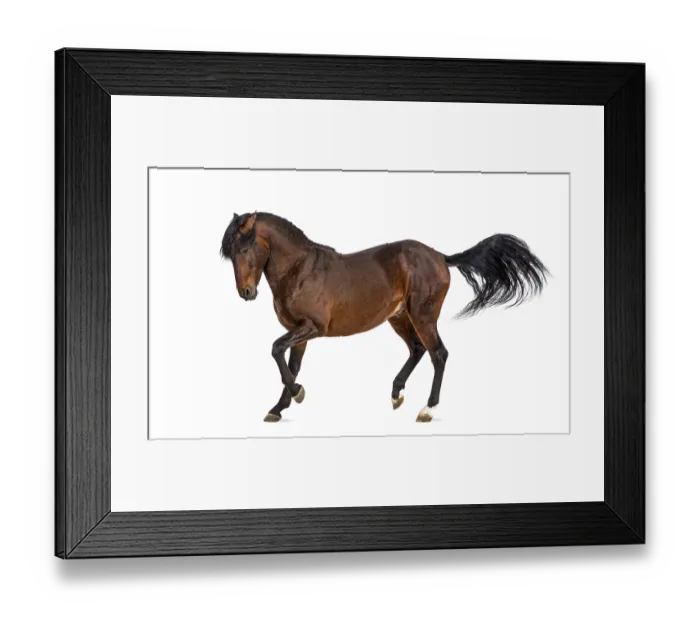 Framed Print : Andalusian horse trotting Framed Print : Andalusian horse trotting