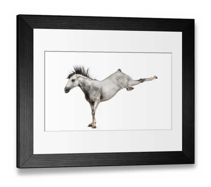 Framed Print : Andalusian horse kicking out