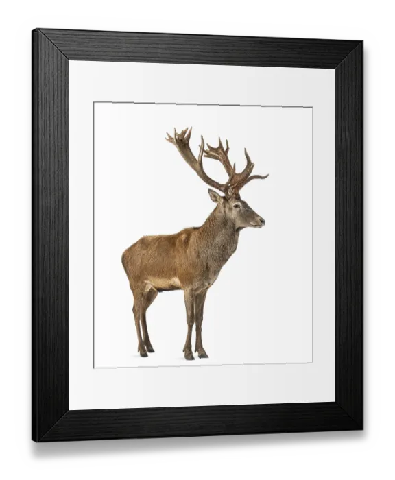 Framed Print : Red deer stag in front of a white background Framed Print : Red deer stag in front of a white background