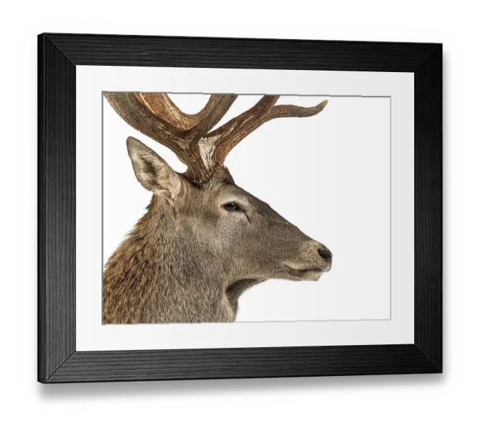 Framed Print : Close-up of a Red deer stag in front of a white background