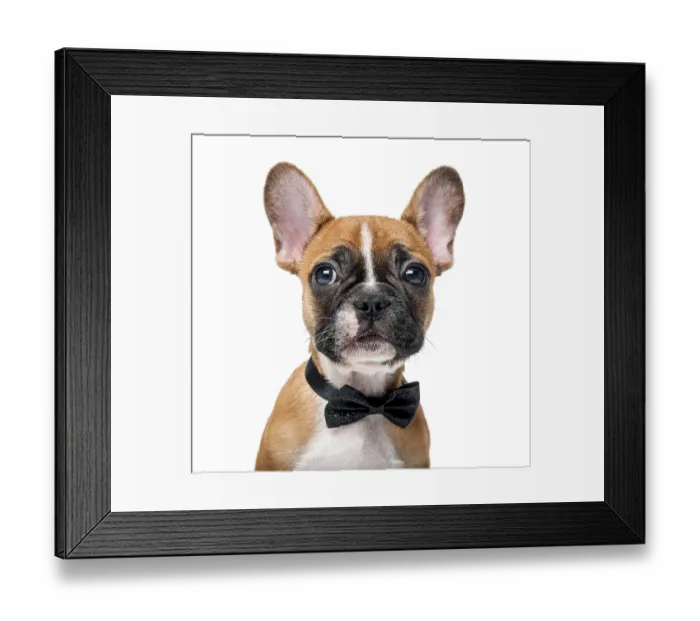 Framed Print : French bulldog puppy wearing a bow tie in front of a white background