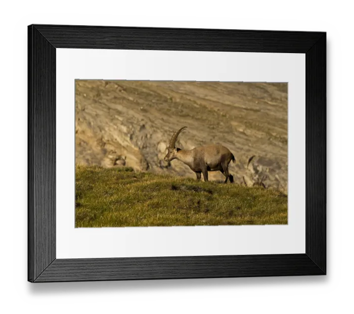 Framed Print : Alpine ibex (Capra ibex), Hohe Tauern National Park