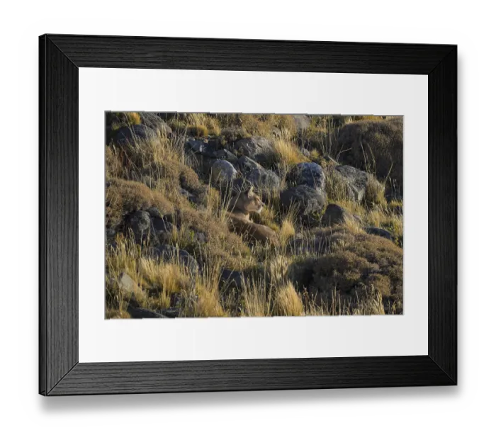 Framed Print : Puma camouflaged among rocky terrain and dry grass in golden light