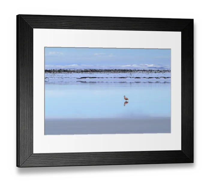 Framed Print : A solitary flamingo stands in a calm lake surrounded by snow-covered mountains