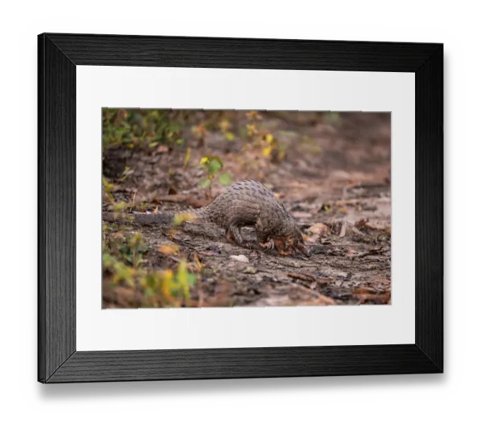 Framed Print : Pangolin on the ground, white-bellied pangolin (Phataginus tricuspis)
