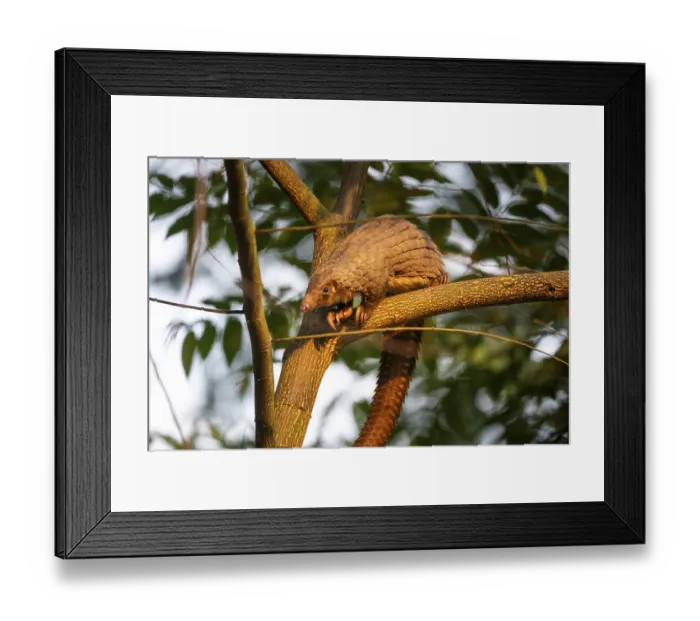Framed Print : Pangolin climbing a tree, white-bellied pangolin (Phataginus tricuspis) Framed Print : Pangolin climbing a tree, white-bellied pangolin (Phataginus tricuspis)