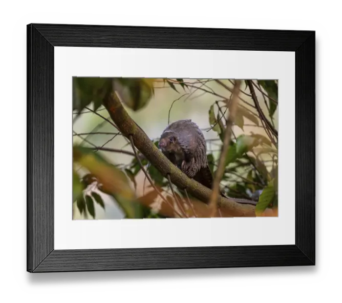 Framed Print : Pangolin climbing a tree, white-bellied pangolin (Phataginus tricuspis)
