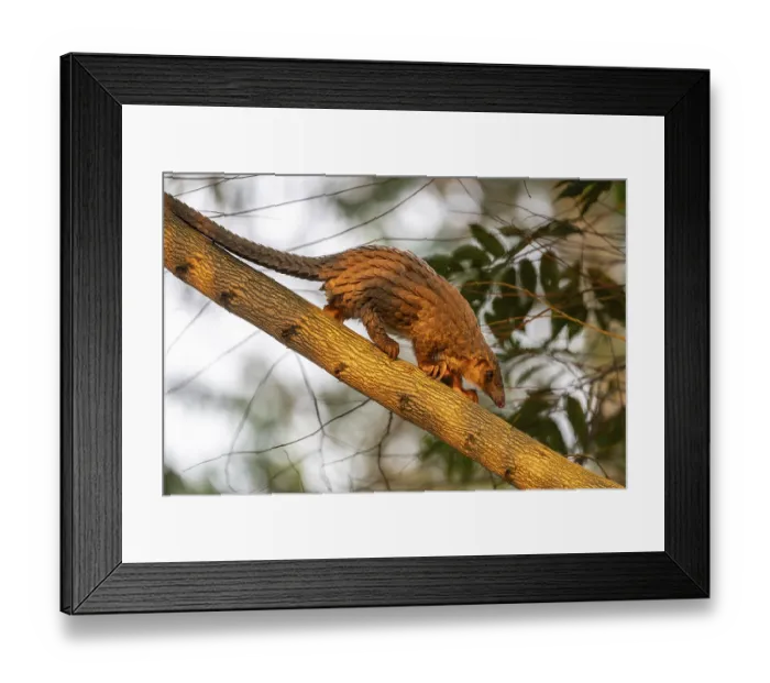 Framed Print : Pangolin climbing a tree, white-bellied pangolin (Phataginus tricuspis)