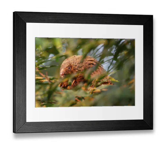 Framed Print : Pangolin climbing a tree, white-bellied pangolin (Phataginus tricuspis)
