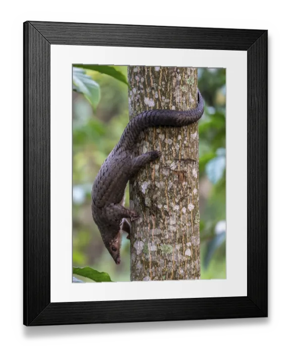 Framed Print : Pangolin climbing a tree, white-bellied pangolin (Phataginus tricuspis)