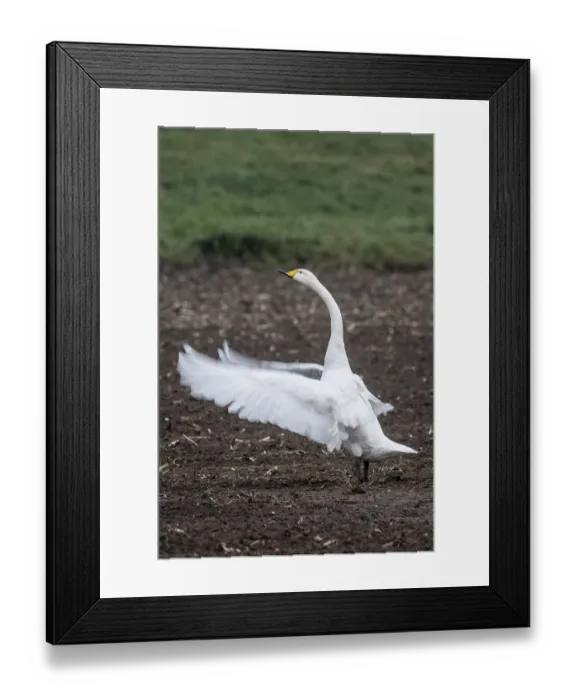 Framed Print : Singing swan (Cygnus cygnus), Emsland Framed Print : Singing swan (Cygnus cygnus), Emsland