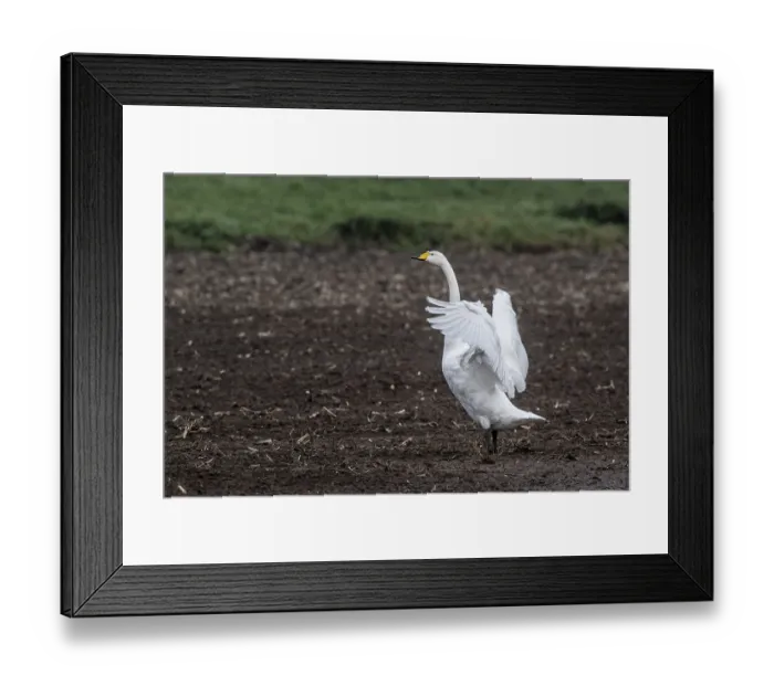 Framed Print : Singing swan (Cygnus cygnus), Emsland Framed Print : Singing swan (Cygnus cygnus), Emsland