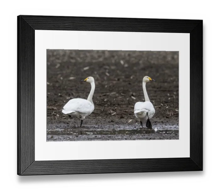 Framed Print : Singswans (Cygnus cygnus), Emsland Framed Print : Singswans (Cygnus cygnus), Emsland