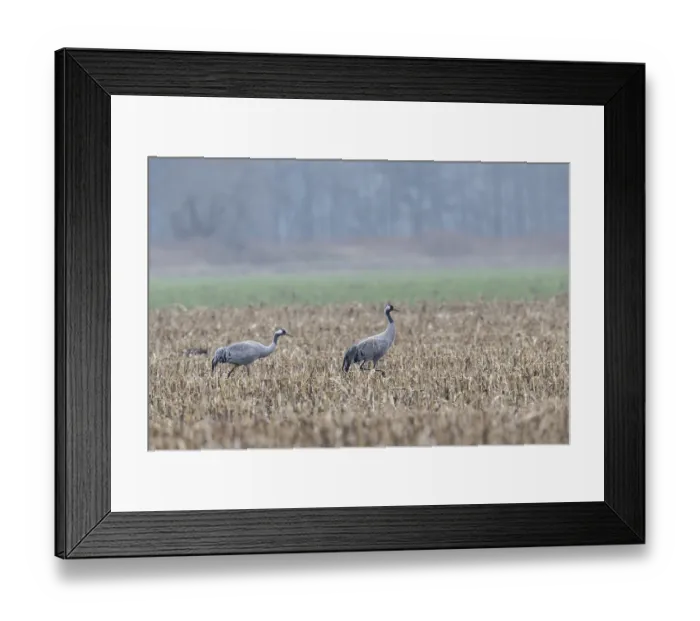 Framed Print : Cranes (Grus grus), Lower Saxony, Germany Framed Print : Cranes (Grus grus), Lower Saxony, Germany