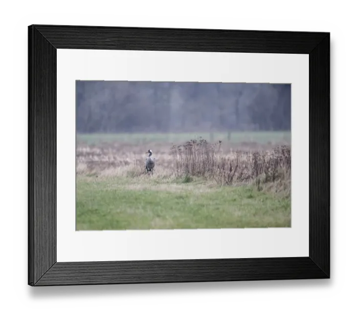 Framed Print : Crane (Grus grus), Lower Saxony, Germany