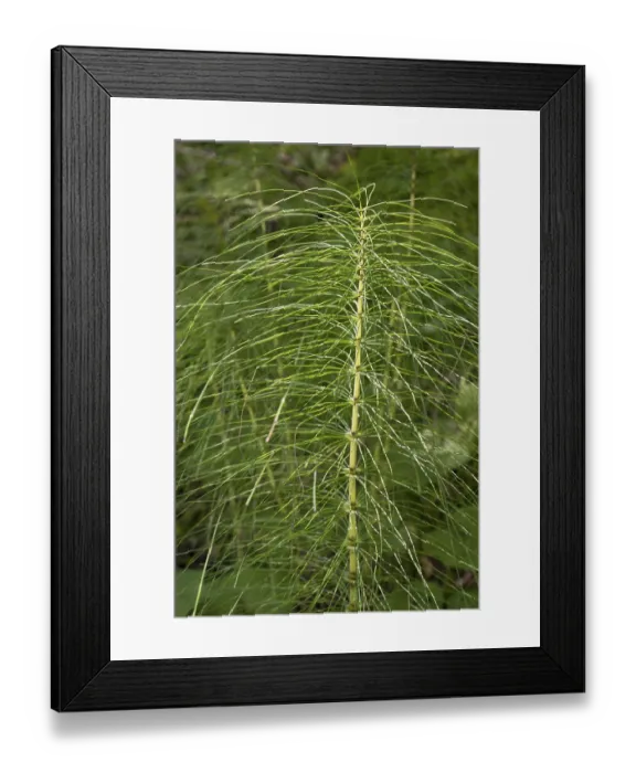 Framed Print : Fern, close-up, wetland, Mangfall Mountains Framed Print : Fern, close-up, wetland, Mangfall Mountains