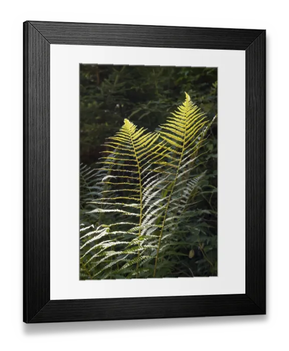 Framed Print : Fern against light, close-up, wetland
