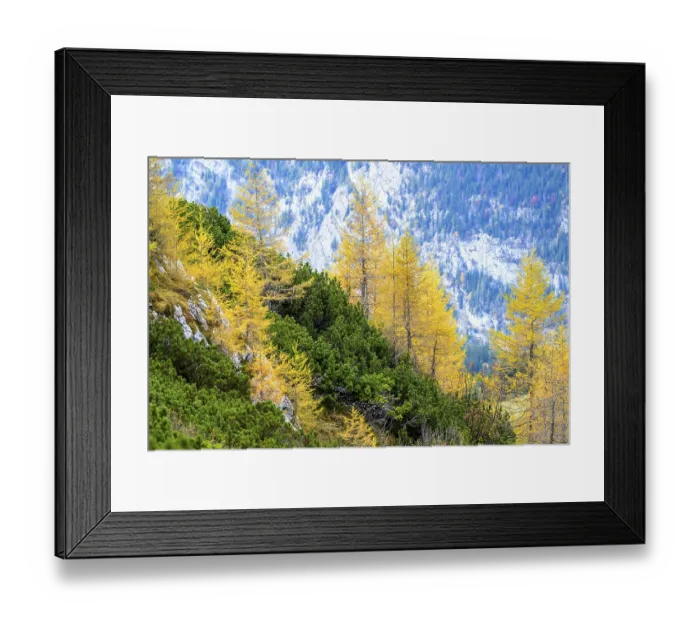 Framed Print : Conifers with yellow autumn leaves against a rocky mountain backdrop
