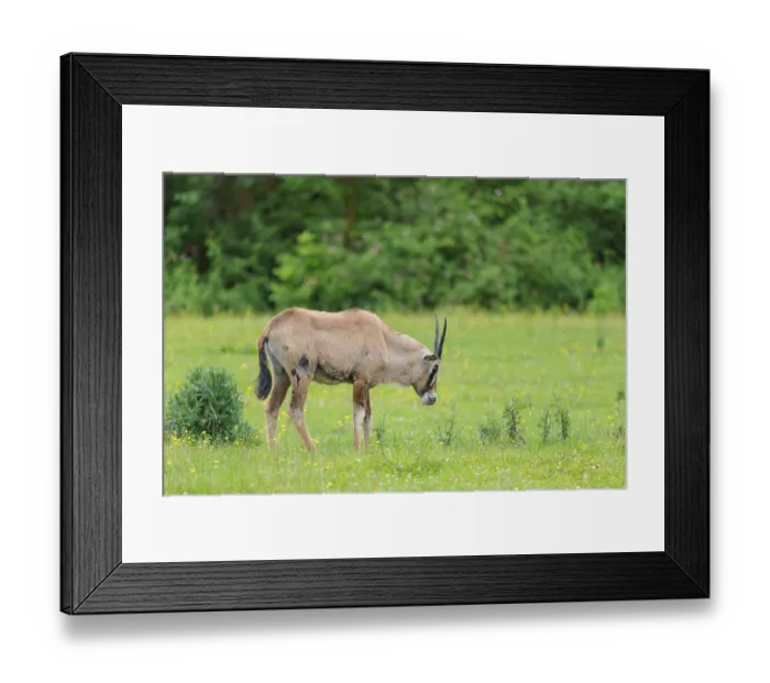 Framed Print : A roan antelope (Hippotragus equinus) grazes on a green meadow