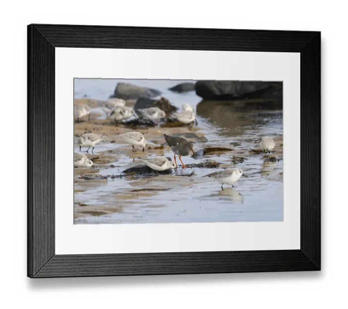 Framed Print : Redshank (Tringa totanus), and Sanderlings (Calidris alba) Framed Print : Redshank (Tringa totanus), and Sanderlings (Calidris alba)