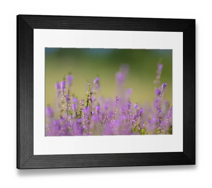 Framed Print : Praying mantis (Mantis religiosa) sitting amidst purple flowers on a green meadow under bright sky