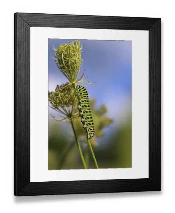 Framed Print : Swallowtail (Papilio machaon) caterpillar crawling on plant against blue sky Framed Print : Swallowtail (Papilio machaon) caterpillar crawling on plant against blue sky