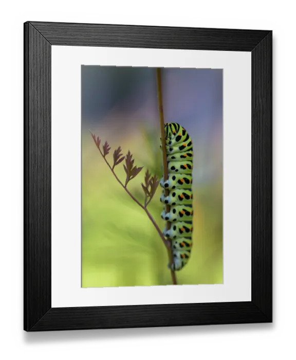 Framed Print : Colourful swallowtail (Papilio machaon) caterpillar hanging from a plant stem Framed Print : Colourful swallowtail (Papilio machaon) caterpillar hanging from a plant stem