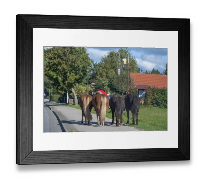 Framed Print : Four guided horses on the sidewalk Framed Print : Four guided horses on the sidewalk
