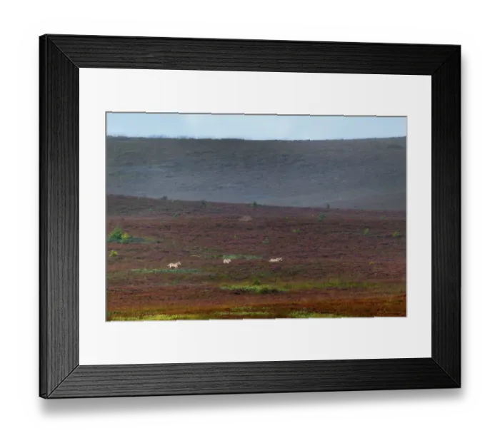Framed Print : The photo shows typical behavior of wolf puppies (Canis lupus)