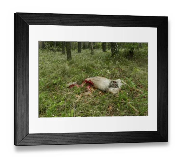 Framed Print : A female deer (Capreolus capreolus) torn by a wolf (Canis lupus) Framed Print : A female deer (Capreolus capreolus) torn by a wolf (Canis lupus)