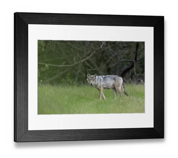 Framed Print : Interested is the wolf fahe (Canis lupus) at the edge of the forest Framed Print : Interested is the wolf fahe (Canis lupus) at the edge of the forest