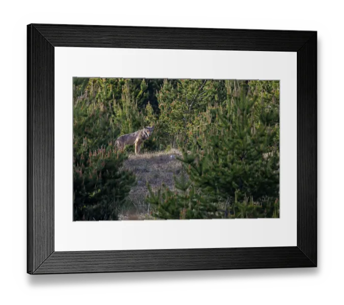 Framed Print : A male wolf (Canis lupus) stands in the light of the evening sun Framed Print : A male wolf (Canis lupus) stands in the light of the evening sun